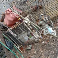 قفس کبوتر