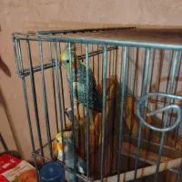 عروس هلندی باجوجه،مرغ عشق جفت