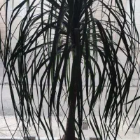 گل بامبو .گلدان یوکا|گل و گیاه طبیعی|ورامین, ورامین|دیوار