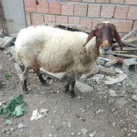 میش به همراه بره ماده