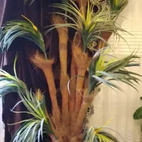 نخل مصنوعی 10شاخه