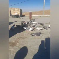 کفتر بوم|پرنده|سبزوار, پیام|دیوار
