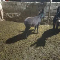 کره خر ماده|حیوانات مزرعه|سراجو, |دیوار