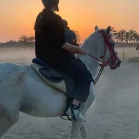 فروش اسب سواری عرب کورد