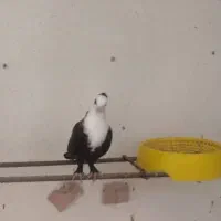 هشت عدد کبوتر