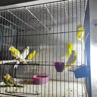 قناری فر|پرنده|مبارکه, |دیوار