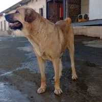 ماده پژدر اصل