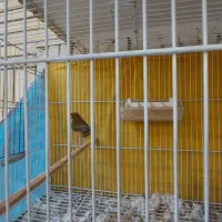 قناری نر مست بخون معاوضه با انگشتر نقره|پرنده|مشهد, چهارچشمه|دیوار