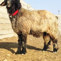 بره قوچی|حیوانات مزرعه|شیراز, گچی|دیوار