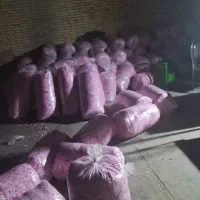 گل محمدی نقدی