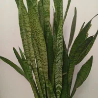 زمین بالای تصفیه خانه