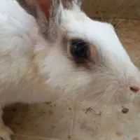 حیوان خرگوش