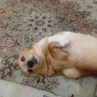 فروش سگ اشپیتز ژاپنی ۱ ساله