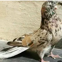 کفتر یا کبوتر سرور