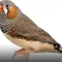 قفس و فنچ|پرنده|رشت, باهنر|دیوار
