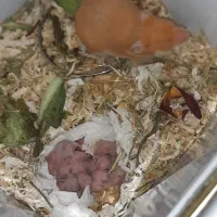 فروش بچه همستر