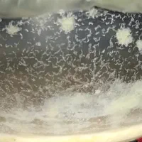 غذای ماهی، میکروورم، روتیفر، پارامسی، vinegar eel