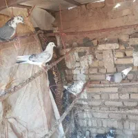 کبوتر‌|پرنده|جوادآباد, |دیوار