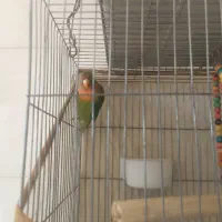 یک عدد طوطی برزیلی|پرنده|بهبهان, |دیوار