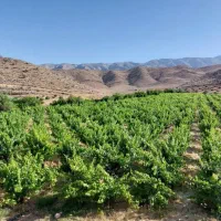 یک هکتار باغ انگوری ثمری سنددار کمتر از قیمت پارچه