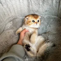 اسکاتیش دبل فولد گلد|گربه|شیراز, فرهنگ شهر|دیوار