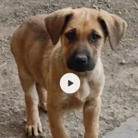 توله نر سه ماهه میکس ژرمن و سرابی