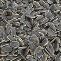 تخمه آفتابگردان درجه ۱|خوردنی و آشامیدنی|شال, |دیوار