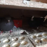 کبوتر فروشی دولاب