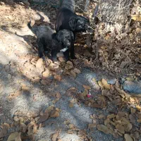 دوعددتوله سگ نگهبان باغ وویلا