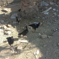 مرغ نسل دار|حیوانات مزرعه|سراوان, |دیوار