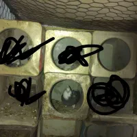 کبوتر|پرنده|هرند, |دیوار