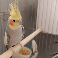 عروس هلندی جفت