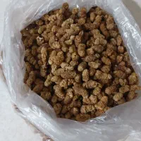 توت خشک و گردو درجه یک