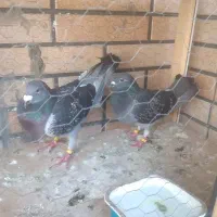 کبوتر پلاکی
