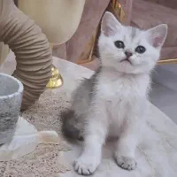 گربه اسکاتیش