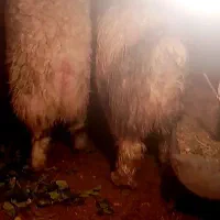 3عدد بره نر بختیاری. شهرستان (بافت)