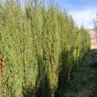 نهالستان قم.جعفریه(ارکیده)