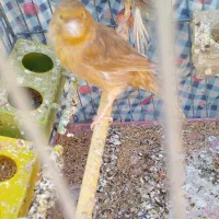 قناری شتری ماده