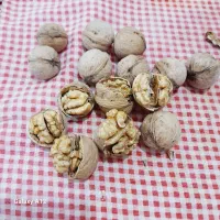 گردو