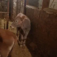 گوساله نر سویسی