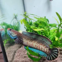 چانا سینگل تانک اندارو هایفین فول گارد