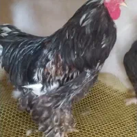 خروس برهما متلد