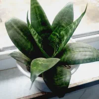 گل وگلدان ..ساعت|گل و گیاه طبیعی|سنقر, |دیوار