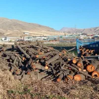 هرس درخت و خرید چوب