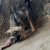 توله سگ گم شده