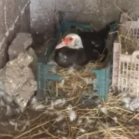 تخم اردک اسراییلی