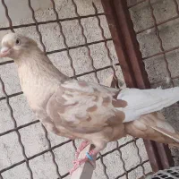 کبوتر رنگه|پرنده|مشهد, ویلاشهر|دیوار