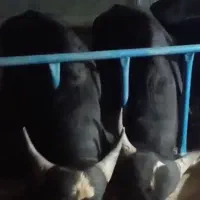 گوساله نر پرواری درجه یک سالم