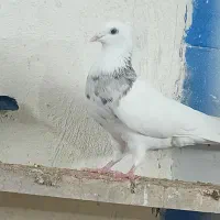 توقی 7رنگ|پرنده|اهواز, بیست متری شهرداری|دیوار