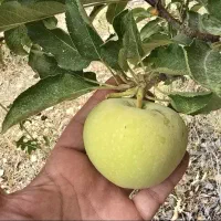 باغ گردو باغشهری۱۱۵۰متری باساختمان ۷۵متری و دیوار|فروش زمین و ملک کلنگی|شیراز, فرهنگ شهر|دیوار